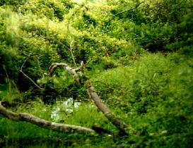 Remains of the Stover Canal running on the east side of the railway.