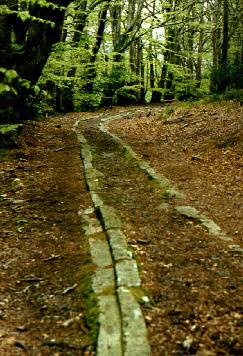 The track in Yarner Wood